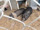 These Pigs photo