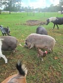 These Pigs photo