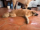 Emergency Security Cameras to Protect 200+ Dogs photo