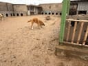 Emergency Security Cameras to Protect 200+ Dogs photo