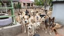 Emergency Security Cameras to Protect 200+ Dogs photo