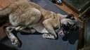 Emergency Security Cameras to Protect 200+ Dogs photo