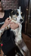 Emergency Security Cameras to Protect 200+ Dogs photo