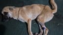 Emergency Security Cameras to Protect 200+ Dogs photo