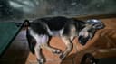 Emergency Security Cameras to Protect 200+ Dogs photo