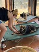 Emergency Security Cameras to Protect 200+ Dogs photo