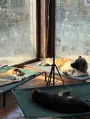 Emergency Security Cameras to Protect 200+ Dogs photo