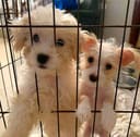 Our 25 Dogs photo
