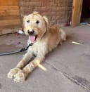 Our 25 Dogs photo