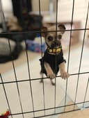 Our 25 Dogs photo
