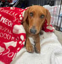 Our 25 Dogs photo