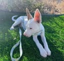 Our 25 Dogs photo