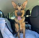 Our 25 Dogs photo