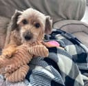 Our 25 Dogs photo