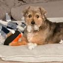 Our 25 Dogs photo