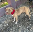 Our 25 Dogs photo
