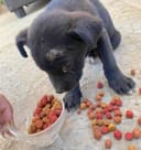 Our 25 Dogs photo