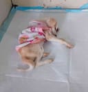 Our 25 Dogs photo
