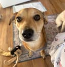 Our 25 Dogs photo