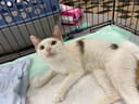 Mama Kitty photo