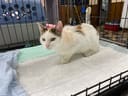 Mama Kitty photo