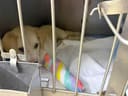 Cremita photo