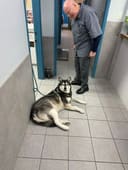 Lobo photo