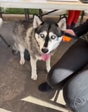 Lobo photo