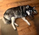Lobo photo