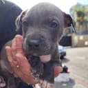 Help Homeless Animals Stay Full and Warm