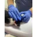 Kitten Surgeries and Supplies