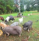 These Pigs