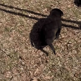The Remarkable Survival Of Seven Sickly Puppies