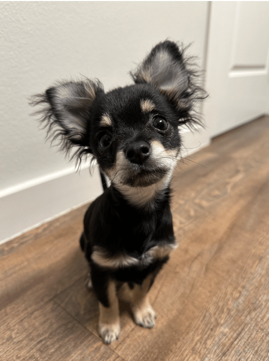 Skittles' Remarkable Journey From Life-Threatening Sickness To Full Healing