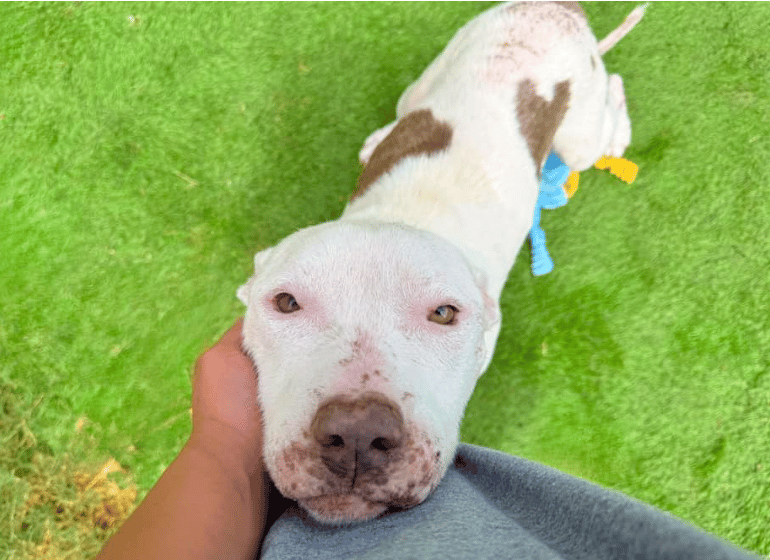 Nikita's Strength & YOUR Generosity Have Led This Girl From The Brink To Playing Freely On The Lawn!