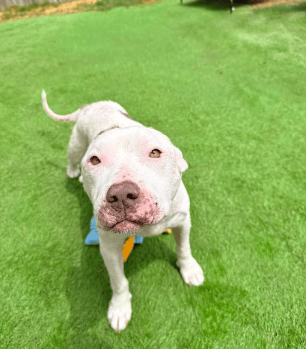 Nikita's Strength & YOUR Generosity Have Led This Girl From The Brink To Playing Freely On The Lawn!