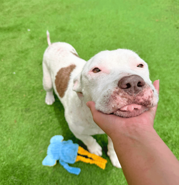 Nikita's Strength & YOUR Generosity Have Led This Girl From The Brink To Playing Freely On The Lawn!