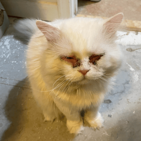 Moon's Miraculous Recovery: From Abandoned To Adored