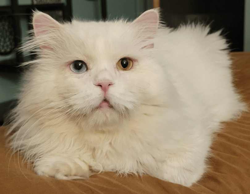 Moon's Miraculous Recovery: From Abandoned To Adored