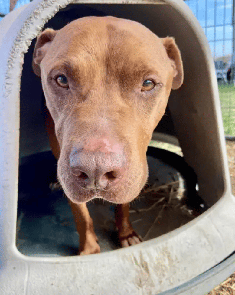 Your Kindness Brought Our Rescue Back From The Brink—THANK YOU!