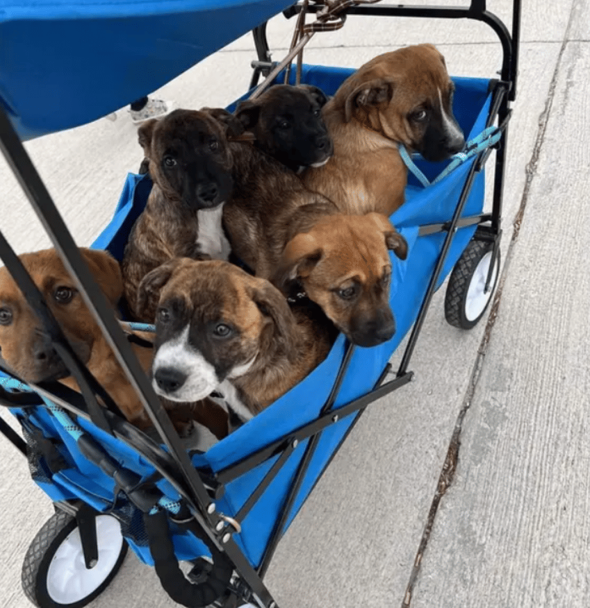 Your Kindness Brought Our Rescue Back From The Brink—THANK YOU!