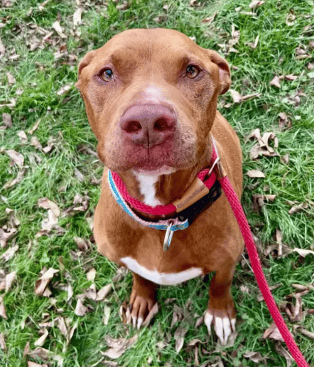 Your Kindness Brought Our Rescue Back From The Brink—THANK YOU!