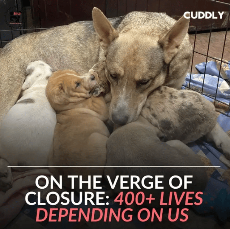 Your Kindness Brought Our Rescue Back From The Brink—THANK YOU!