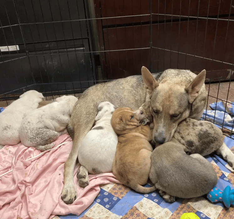 Your Kindness Brought Our Rescue Back From The Brink—THANK YOU!