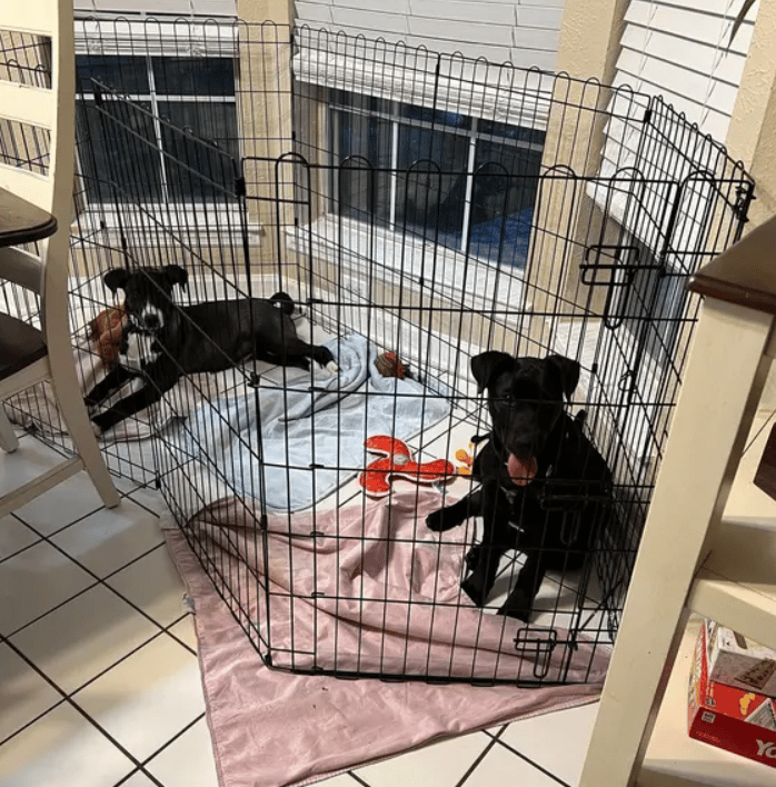 Your Kindness Brought Our Rescue Back From The Brink—THANK YOU!