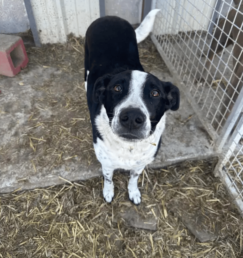 Your Kindness Brought Our Rescue Back From The Brink—THANK YOU!