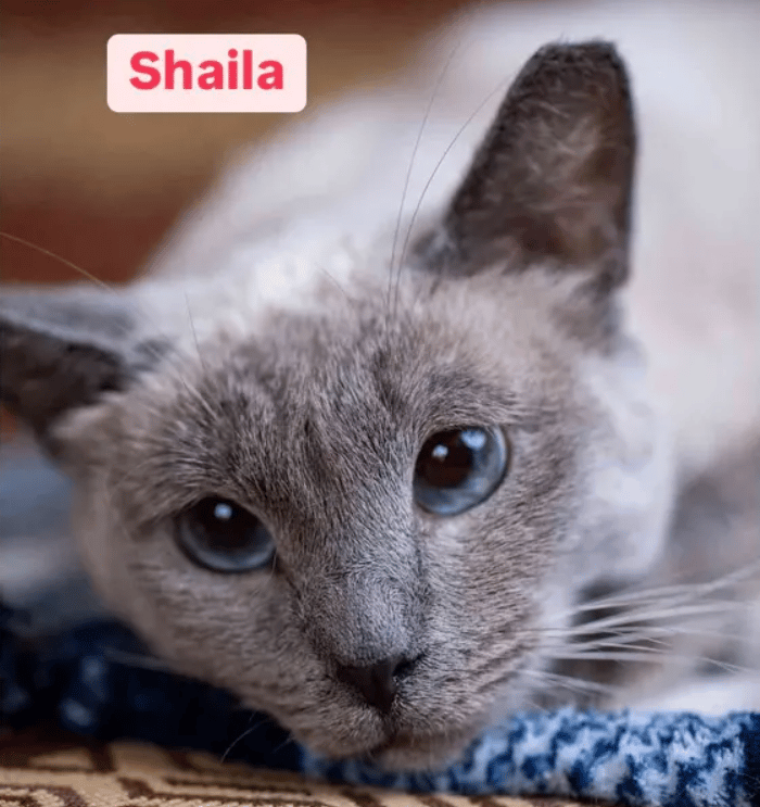 Because Of You, 26 Rescue Cats From Azerbaijan Have Joined Their Fosters In The US!