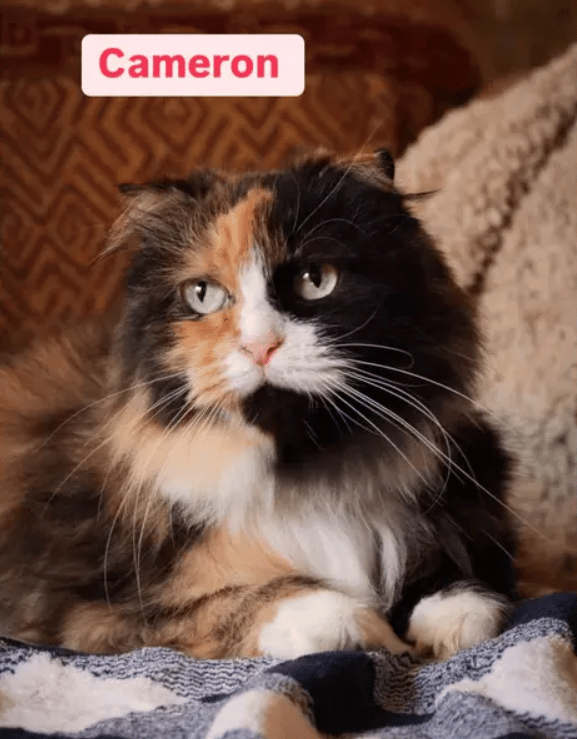 Because Of You, 26 Rescue Cats From Azerbaijan Have Joined Their Fosters In The US!