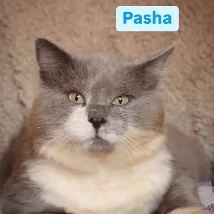 Because Of You, 26 Rescue Cats From Azerbaijan Have Joined Their Fosters In The US!