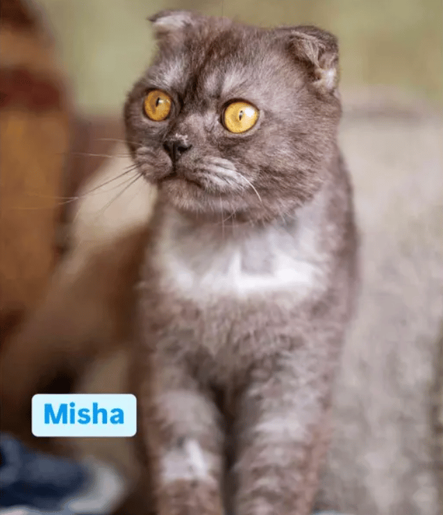 Because Of You, 26 Rescue Cats From Azerbaijan Have Joined Their Fosters In The US!